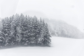 大雪迷雾中的<strong>森林</strong>雪景