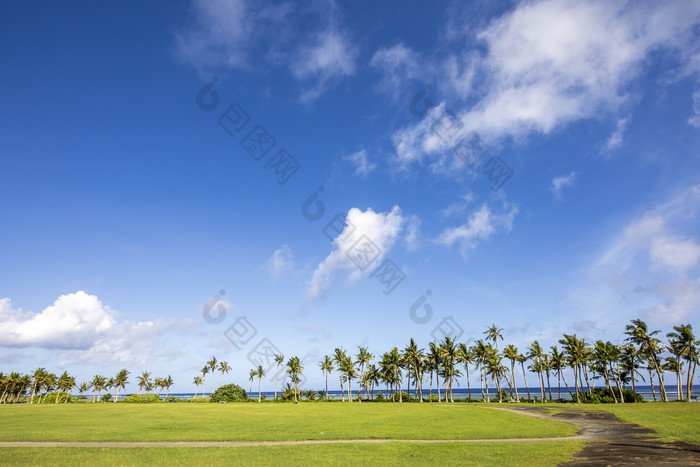 海滨海边椰树林草坪小道