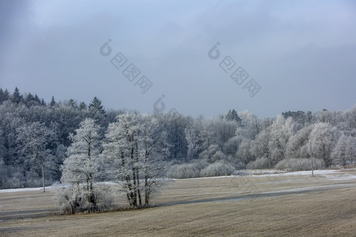 平原一颗雪松远景