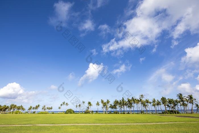 海滨海边椰树林草坪