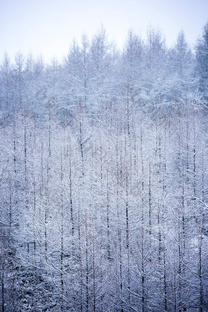 冬天下雪后的森林