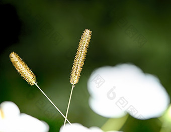 夏天夏季的狗尾巴草