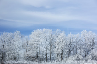 <strong>雪地</strong>森林雪松特写