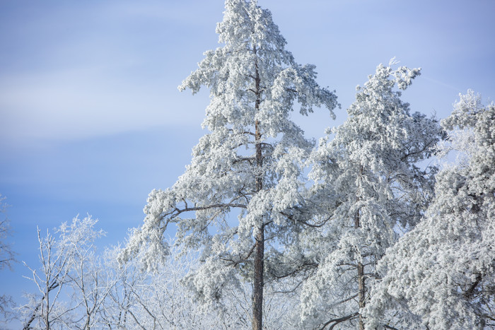 雪地森林雪松节选