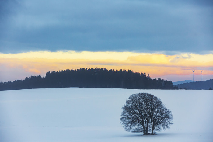 雪地里孤单一棵树