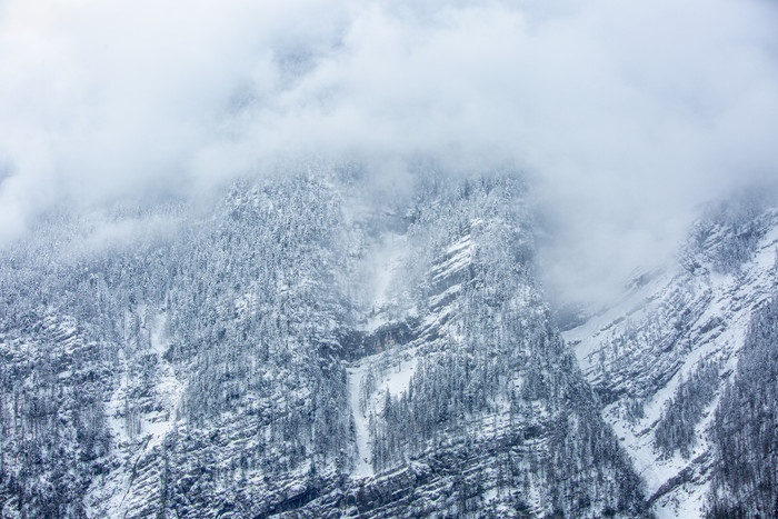 积满雪花的山林