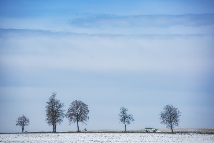 雪地远处直立树木背景