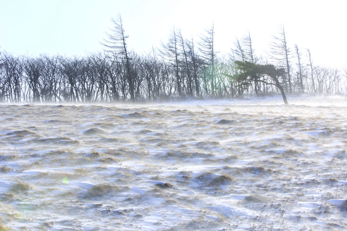 冬天树林草丛雪地图片