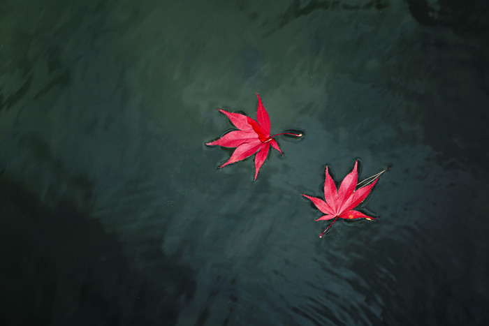 碧绿的水面上飘着的两片红叶