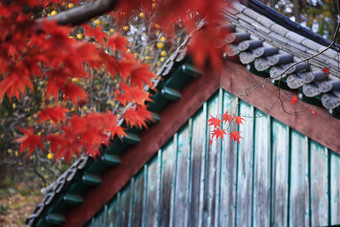 秋日红色枫叶和传统建筑