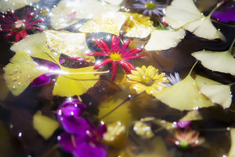 阳光打在落叶花朵在盛水器皿中