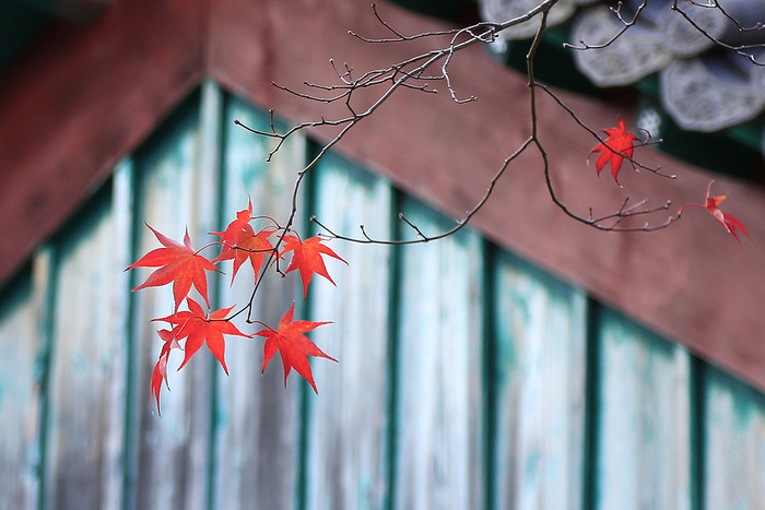 秋日红色枫叶和传统建筑背景