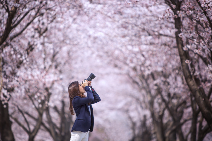 樱花树下美女摄影师