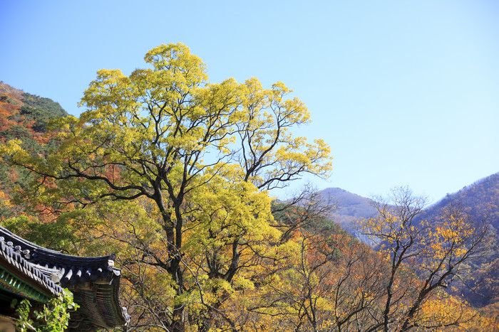 秋天的古建筑和树