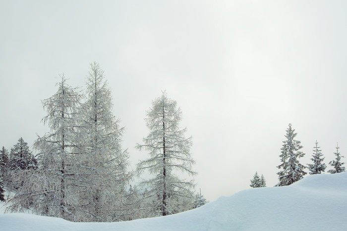 挂满雪花的树和雪地