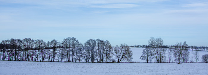 雪地一排树木不同形态
