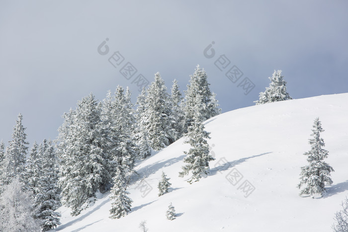 天晴时挂满雪花的树雪地