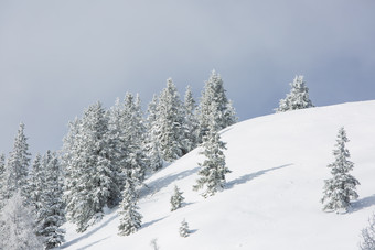 天晴时挂满雪花的<strong>树</strong>雪地