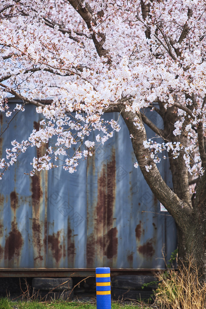 樱花树和路障