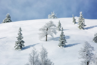 雪地里生长的树和<strong>蓝蓝</strong>的<strong>天空</strong>