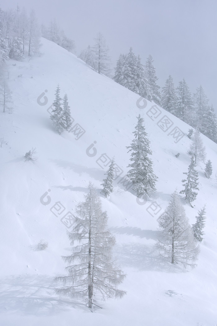 风雪弥漫中雪地里生长的树竖图