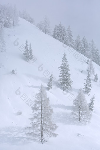 风雪弥漫中雪地里生长的树竖图