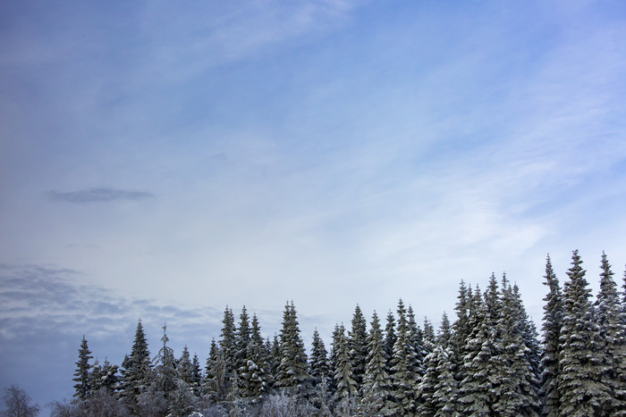 雪松树顶特写图片