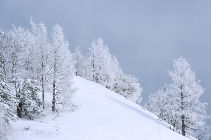 蓝色调风雪弥漫中顽强生长的树