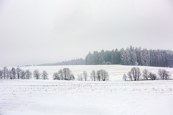 <strong>白茫茫</strong>的雪地森林