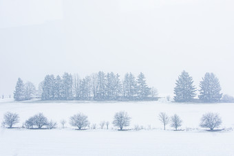 白茫茫的雪地森林道路