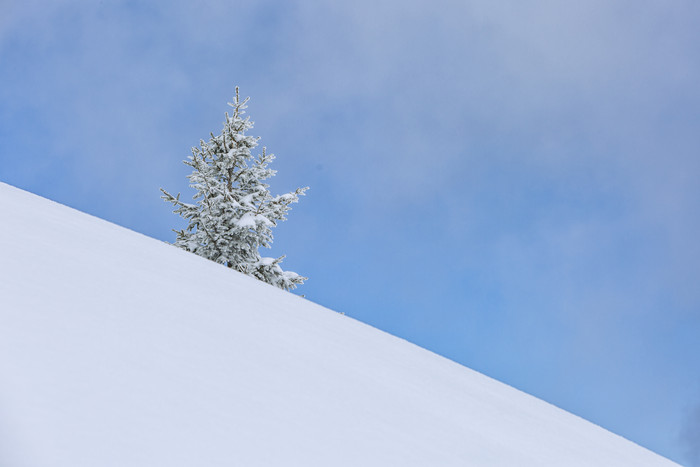 雪地山坡上的一棵孤独的树