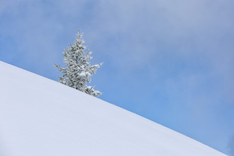 雪地<strong>山坡</strong>上的一棵孤独的树
