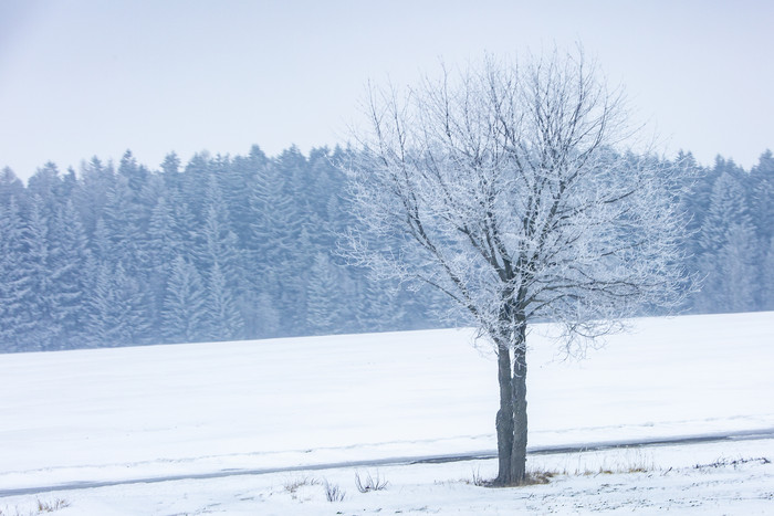 白茫茫的雪地一棵树