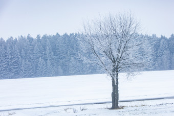 白茫茫的雪地一<strong>棵树</strong>