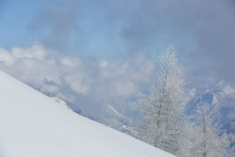 自在生长的雪地上的树