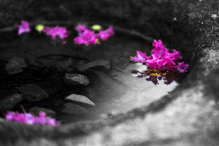 古老的缸里面的紫色小花