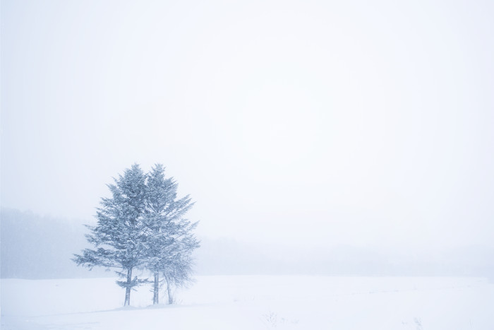 雪地里一颗树