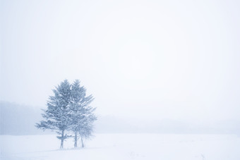 雪地里<strong>一颗树</strong>