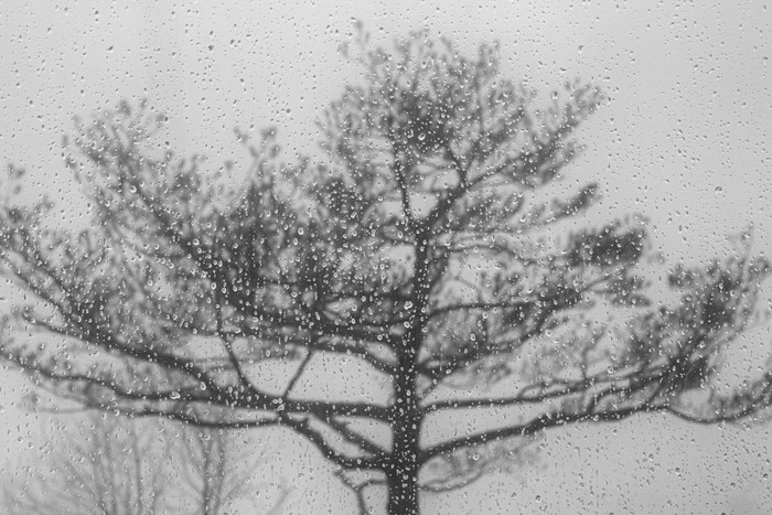 下雨天隔着玻璃的树背景
