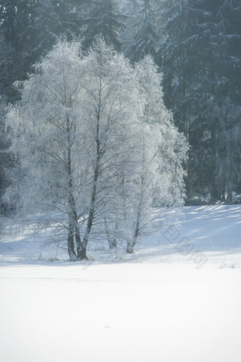 白茫茫的雪地森林入口