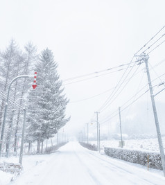 雪地公路两旁对树和电线杆