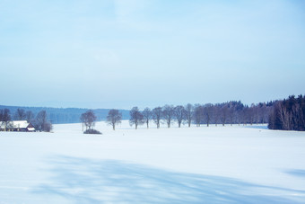 白茫茫的<strong>雪地森林</strong>静谧