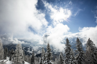 冬日阳光下积满雪花的树图片