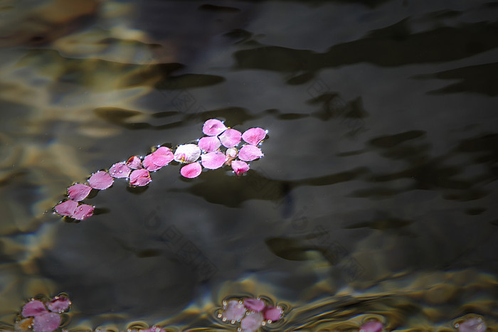 花瓣飘落水中的图片图片