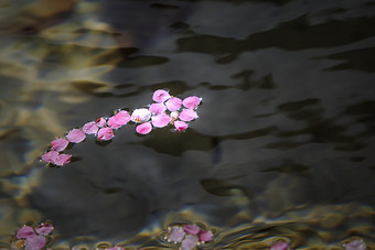 桃花花瓣掉落在<strong>溪</strong>水中