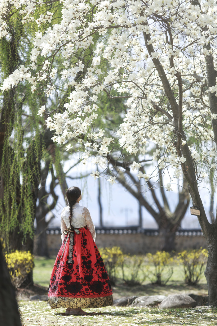 白色樱花下传统韩服女子