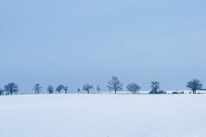 白茫茫的雪地中一排树