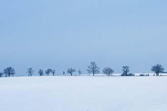 白茫茫的雪地中一排树图片