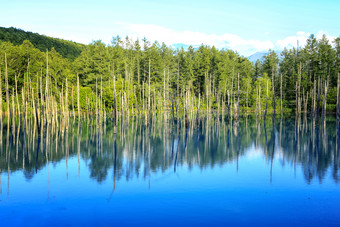 水中竹林湖泊