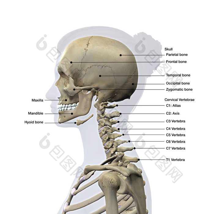 医学中的脖子脊柱头骨图表